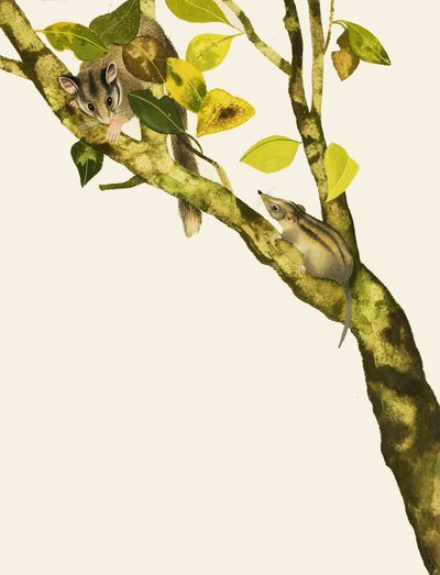 Pygmy Shrews od English School