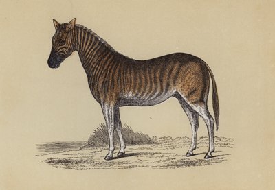 Quagga (barevné lito) od English School