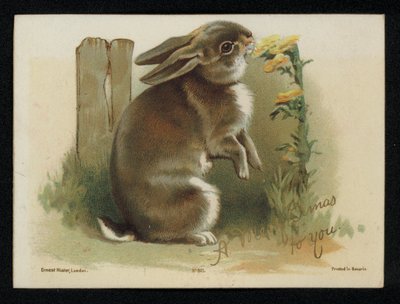 Králík jíst žluté květy, vánoční přání. (chromolitho) od English School