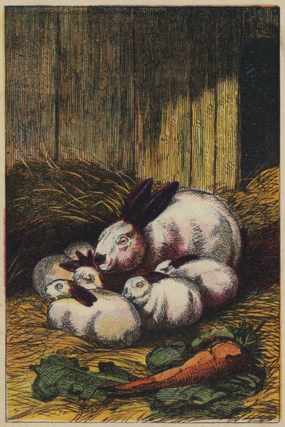 Králíci (barevná litografie) od English School