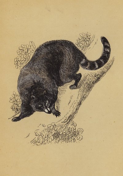 Mýval (barva litho) od English School