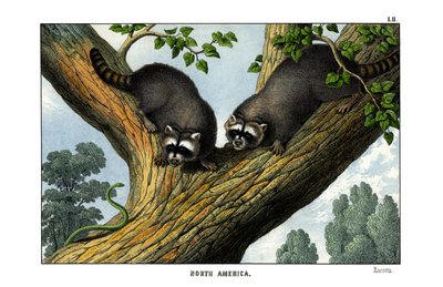 Racoon od English School