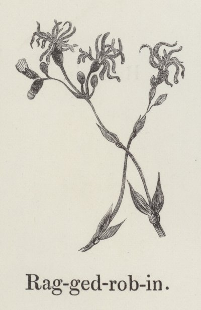 Ragged Robin (rytina) od English School
