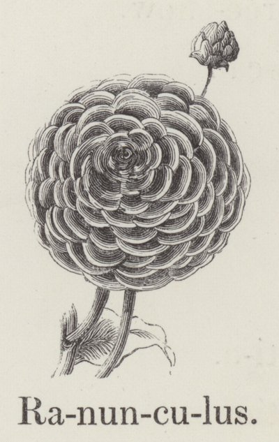 Ranunculus (rytina) od English School