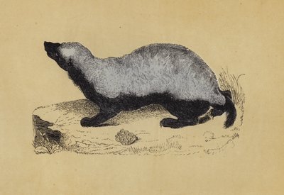 Ratel (barevná litografie) od English School
