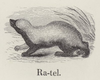 Ratel (rytina) od English School