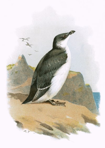 Razorbill od English School