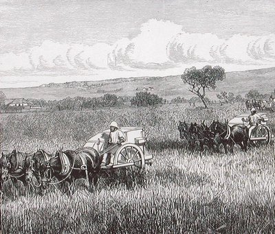 Reaping, South Adelaide, Austrálie od English School