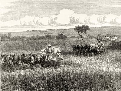 Reaping in South Adelaide, c.1880, z 