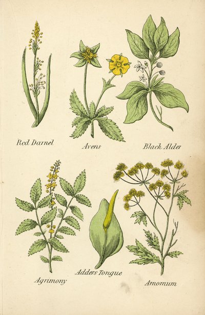 Červený kopretina, Avens, Černá olše, Agrimony, Adders Tongue, Amomum (barevná litografie) od English School