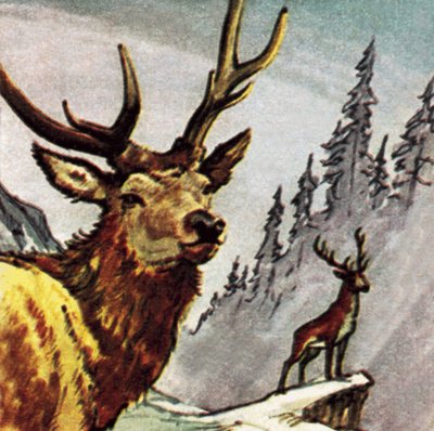 Red Deer od English School