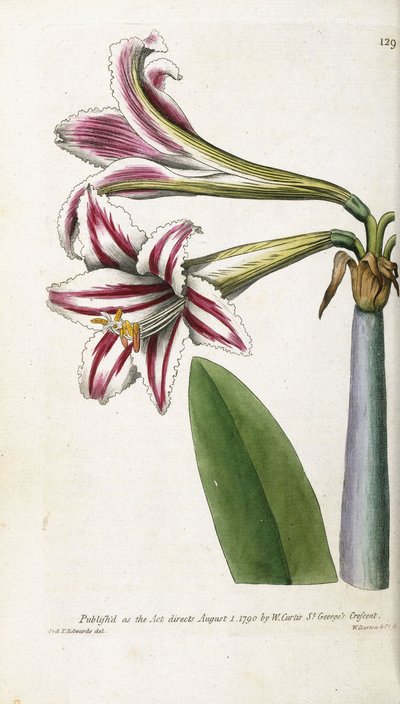 Červeno-bíle pruhovaná lilie, 1799-1810 od English School