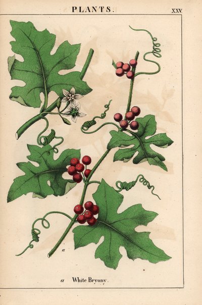 Červená bryony s červenými bobulemi. Bryonia dioica   , z „Poučné obrázkové knihy aneb lekce ze světa zeleniny“, [Charlotte Mary Yonge], Edinburgh od English School