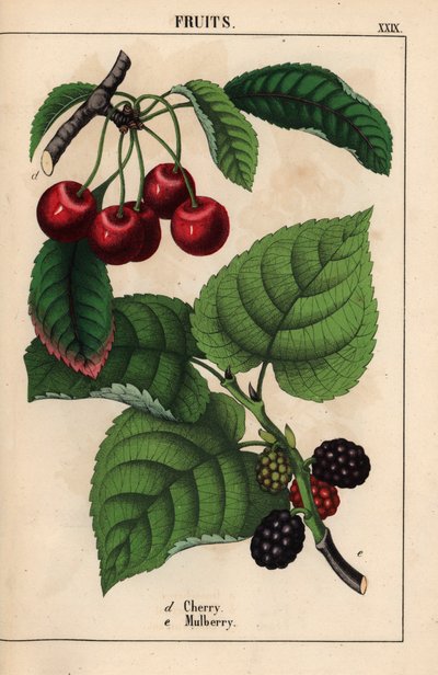 Červené třešně a plody moruše   , z „Poučné obrázkové knihy aneb lekce ze světa zeleniny“, [Charlotte Mary Yonge], Edinburgh od English School