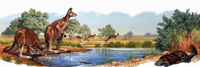 Klokan rudý a kachna platypus od English School
