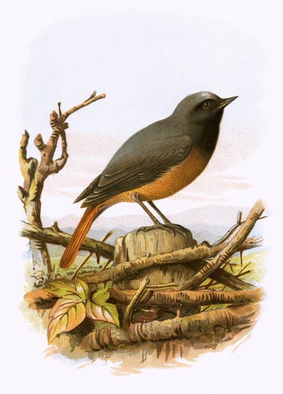 Redstart od English School