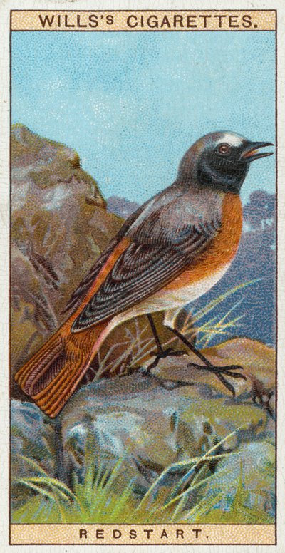 Redstart od English School