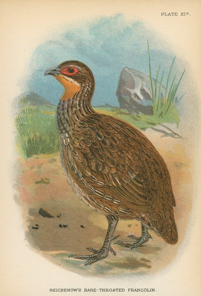 Reichenowův Bare-Throated Francolin od English School