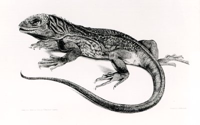 Plaz, ilustrace z „Zoologie plavby H.M.S Beagle, 1832-36“, od Charlese Darwina (1809-92) od English School