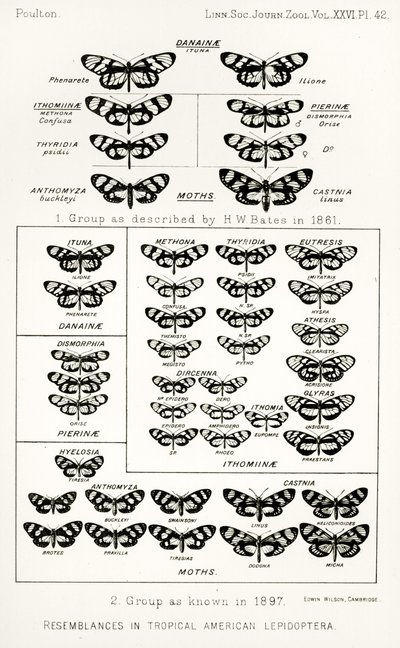 Podoby tropických amerických lepidoptera, ilustrace z The Hope Reports, Vol. II, 1897-1900., editoval Edward B. Poulton, Oxford, 1901 od English School