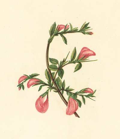 Rest-Harrow, Ononis Arvensis (barevná litografie) od English School