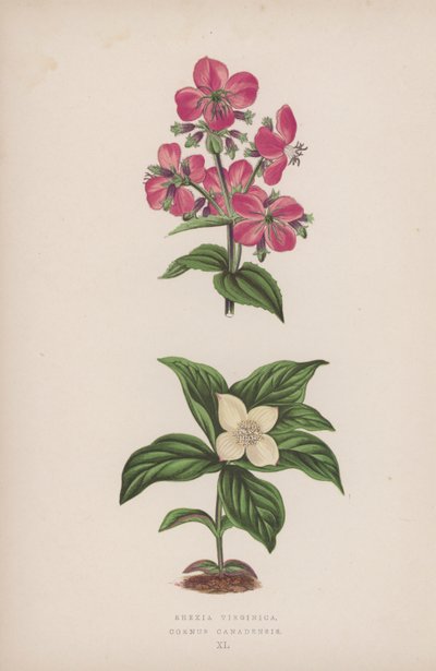 Rhexia Virginica; Cornus Canadensis (barevná litografie) od English School
