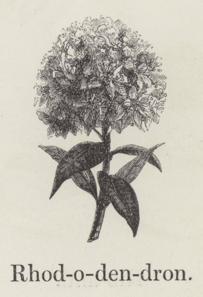 Rhododendron (rytina) od English School