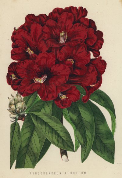 Arboreum rododendronů od English School