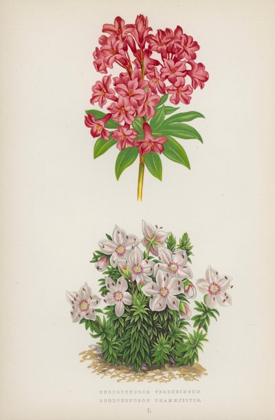 Rhododendron Ferrugineum; Rhododendron Chamaecistus (barevná litografie) od English School