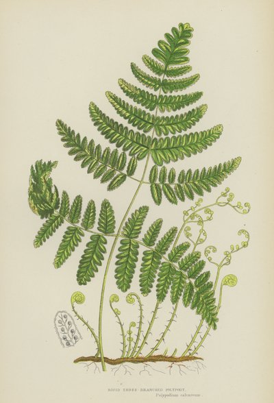 Tuhá třívětvová polypodie (barevná lito) od English School