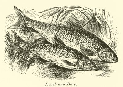 Roach a Dace od English School