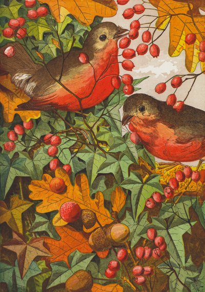 Robins (barevná litografie) od English School