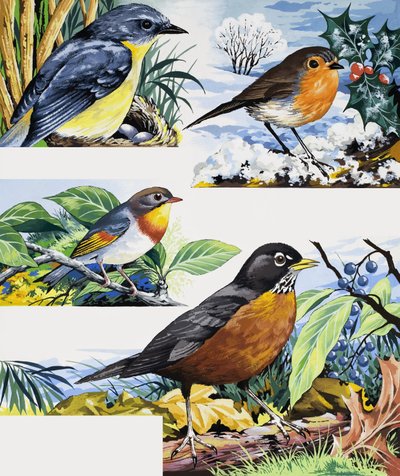 Robins od English School