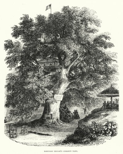 Kaštanovník Robinson Crusoe (rytina) od English School