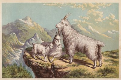 Koza skalní, Aplocerus Montanus (barevná litografie) od English School