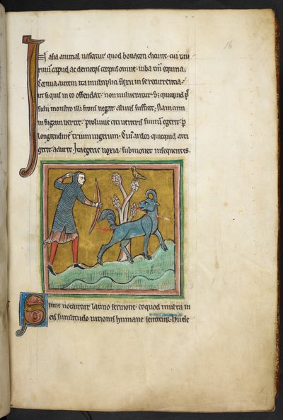 Královská 12 F.XIII, f.16   Lovec střílí šíp na zvíře.  Bestiář (ff. 3-141), Lapidárium (ff. 141v-149)  2. čtvrtina 13. století od English School