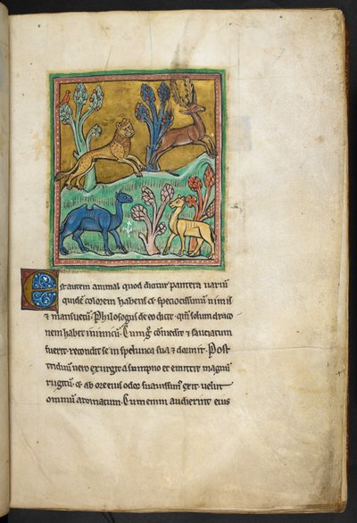Královská 12 F.XIII, f.7   Levhart honí jelena s velbloudem a dalším zvířetem.  z Bestiáře (ff. 3-141), Lapidária (ff. 141v-149)  2. čtvrtina 13. století od English School