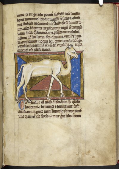 Royal MS 12 C XIX, f.33r Camel, od 