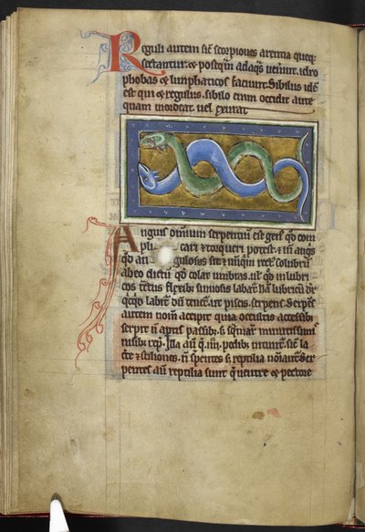 Royal MS 12 C XIX, f.63v Anguis, od 