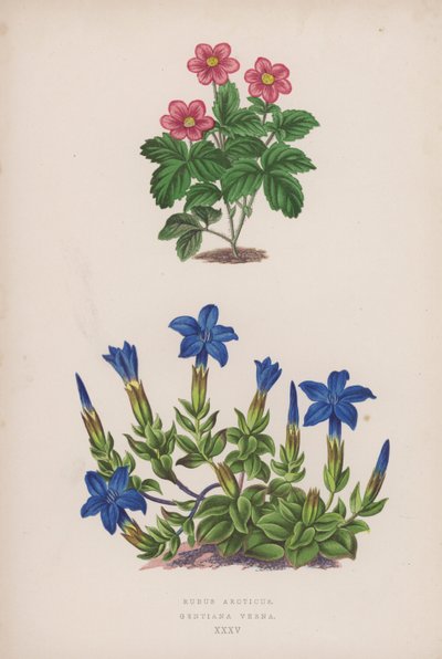 Rubus Arcticus; Gentiana Verna (barevná lito) od English School