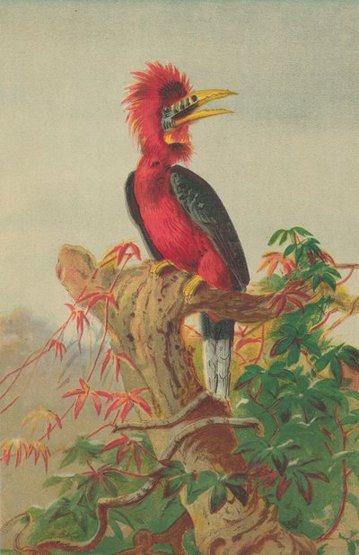 zoborožec červenokrký (Buceros nipalensis) od English School