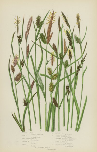 Russet Carex, Pale Carex, Long Bracteated Carex, Yellow Carex, Tawny Carex, Loose Carex … (barva lito) od English School