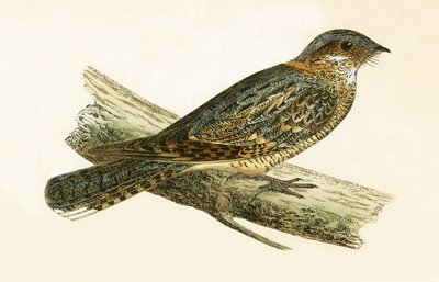 Russet Necked Nightjar, ilustrace z „Historie ptáků Evropy nepozorovaných na Britských ostrovech“ od Charlese Roberta Bree (1811-86), vydáno 1867 od English School
