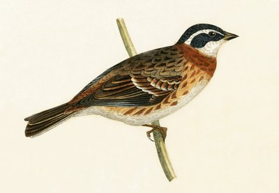 Strnad rustikální, ilustrace z „Historie ptáků Evropy nepozorovaných na Britských ostrovech“ od Charlese Roberta Bree (1811-86), vydáno 1867 od English School