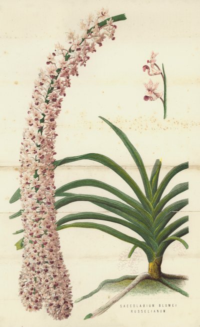 Saccolabium Blumei Russelianum (chromolit) od English School