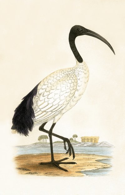 Ibis posvátný, ilustrace z „Historie ptáků Evropy nepozorovaných na Britských ostrovech“ od Charlese Roberta Bree (1811-86), vydáno 1867 od English School