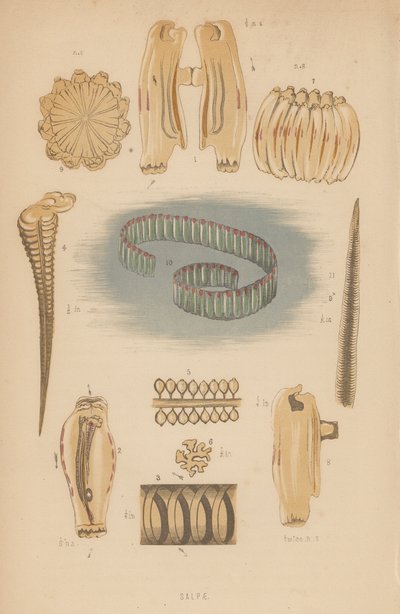 Salpae (litografie) od English School
