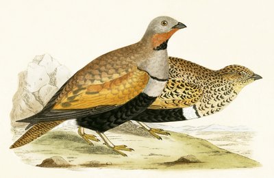 Tetřev, ilustrace z „Historie ptáků Evropy nepozorovaných na Britských ostrovech“ od Charlese Roberta Bree (1811-86), vydáno 1867 od English School