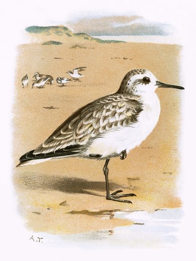 Sanderling od English School