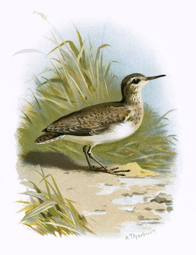 Sandpiper od English School